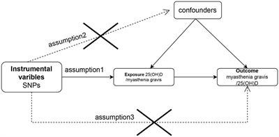 Causal effect of vitamin D on myasthenia gravis: a two-sample Mendelian randomization study